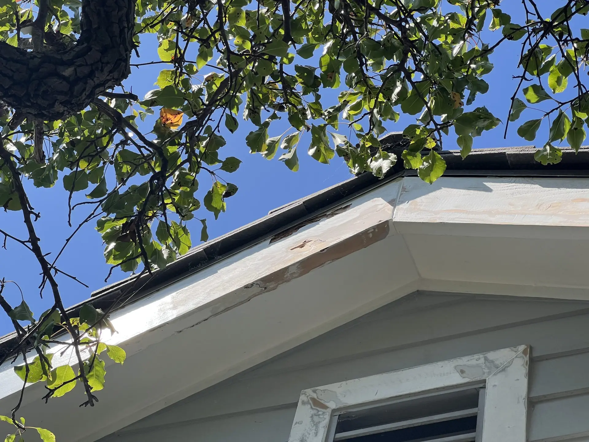 Tree branches with green leaves over a white house roof against a bright blue sky (sunny day).